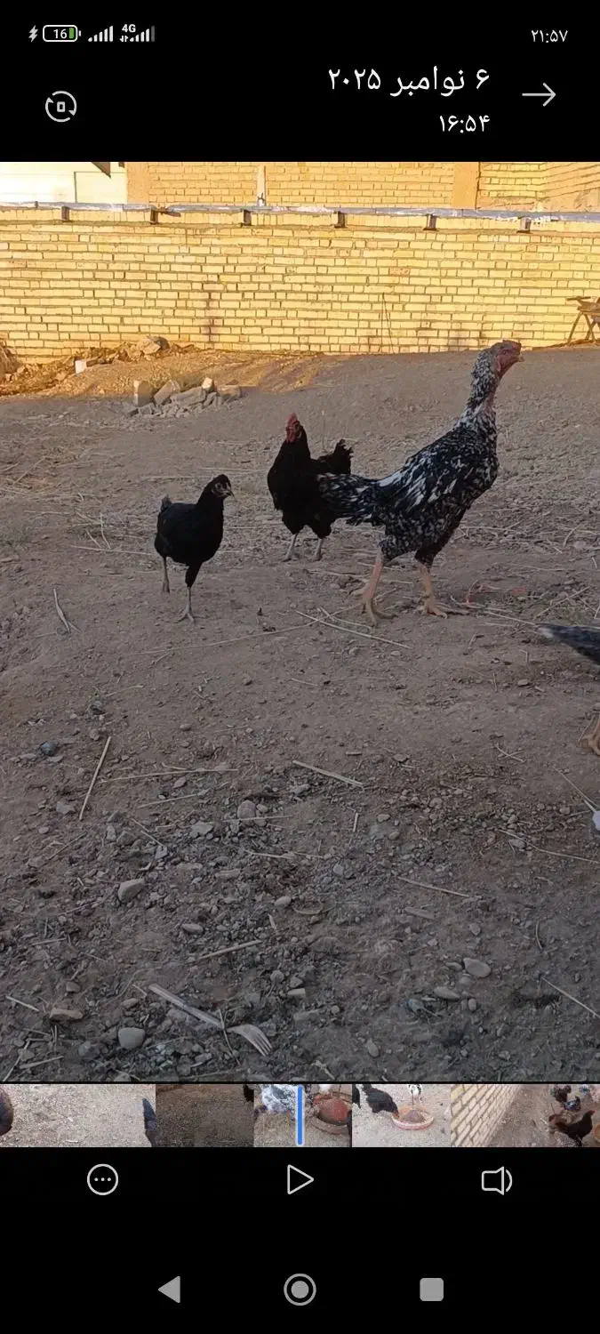 خروس|حیوانات مزرعه|کرانی, |دیوار