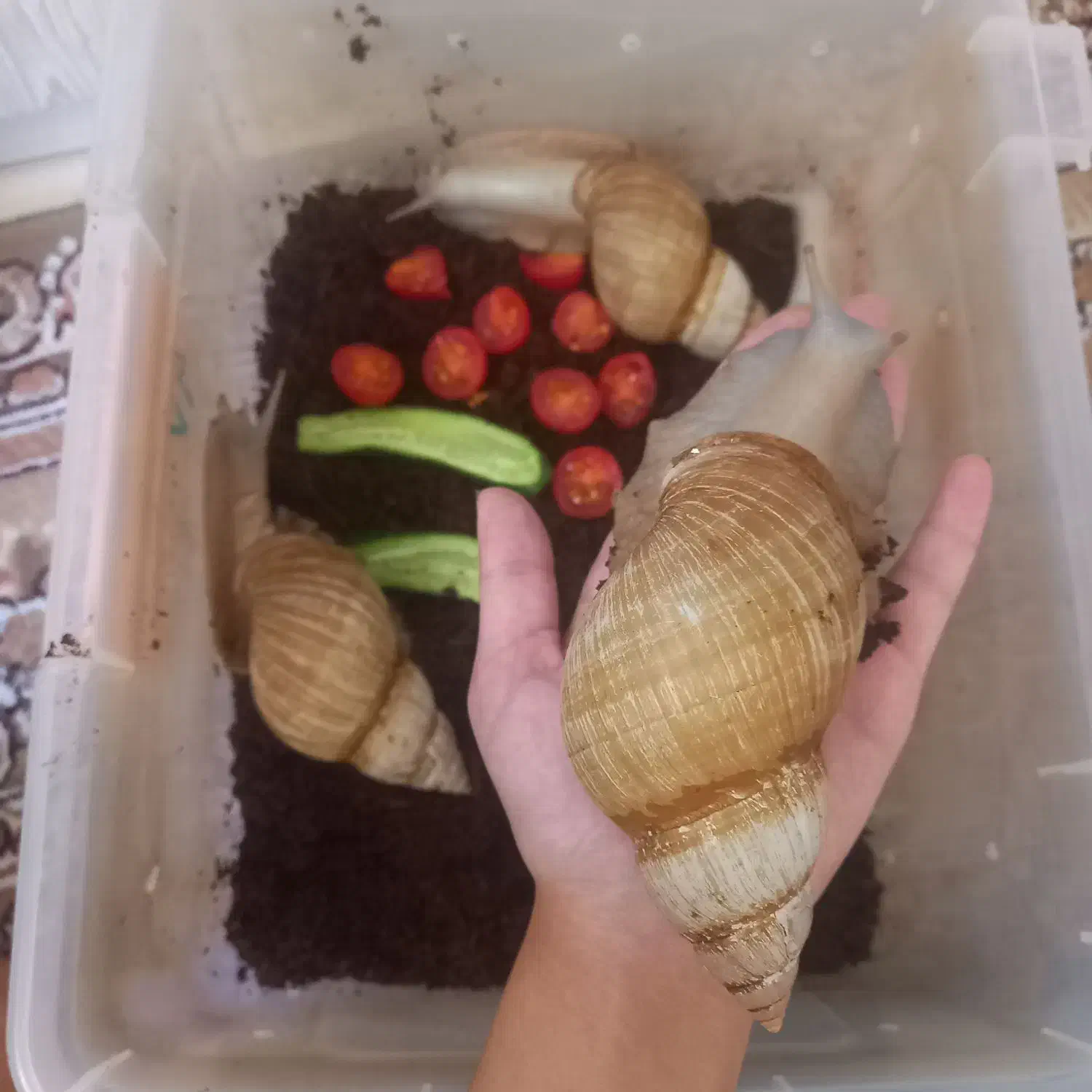 حلزون های سوپرمولد|خزنده|ری, شهادت|دیوار