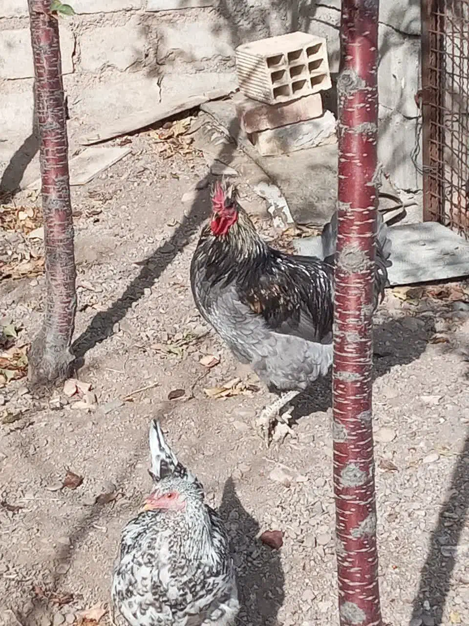 تعدادی خروس خاص و تک|حیوانات مزرعه|زنجان, |دیوار