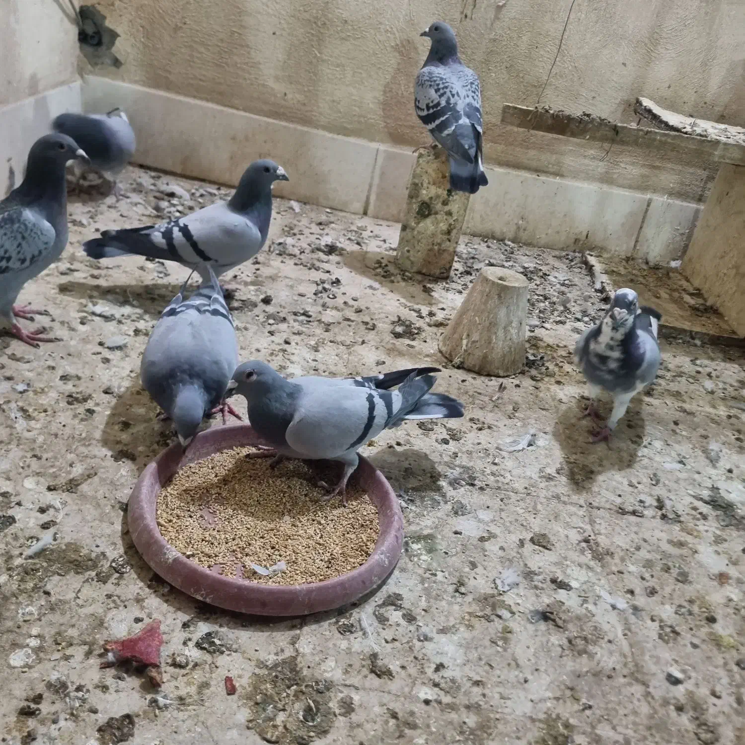 پلاکی مسافتی|پرنده|خمینیشهر, |دیوار