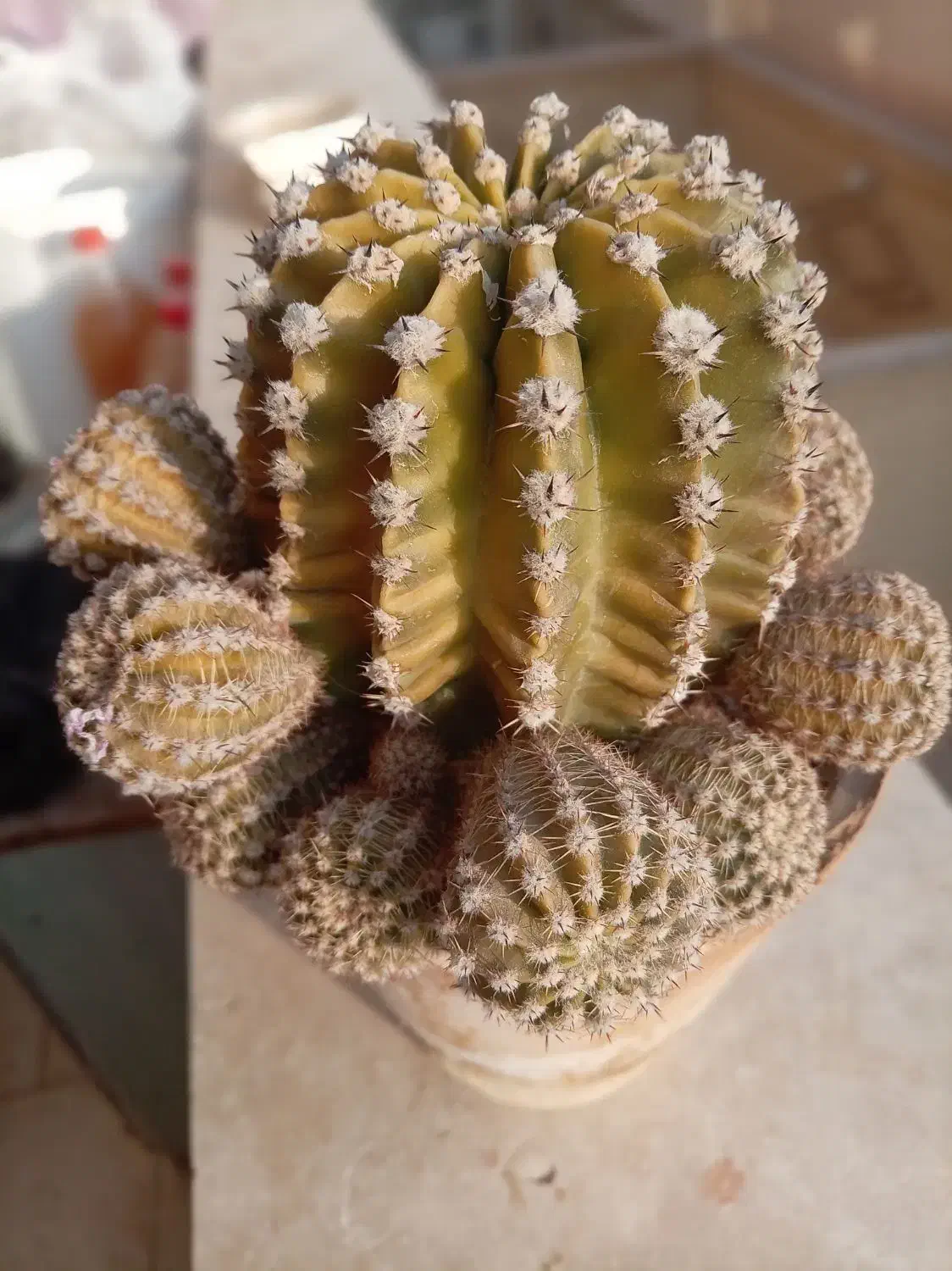 گل کاکتوس، گندمی، یخی|گل و گیاه طبیعی|شاهینشهر, شهرک ردانی پور|دیوار