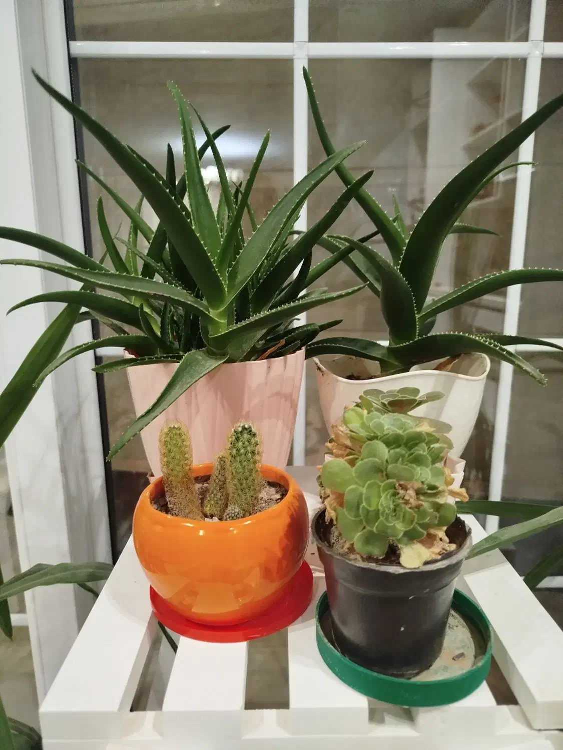 صندلی راک و استند گل به همراه گل ها|صندلی و نیمکت|شاهرود, |دیوار