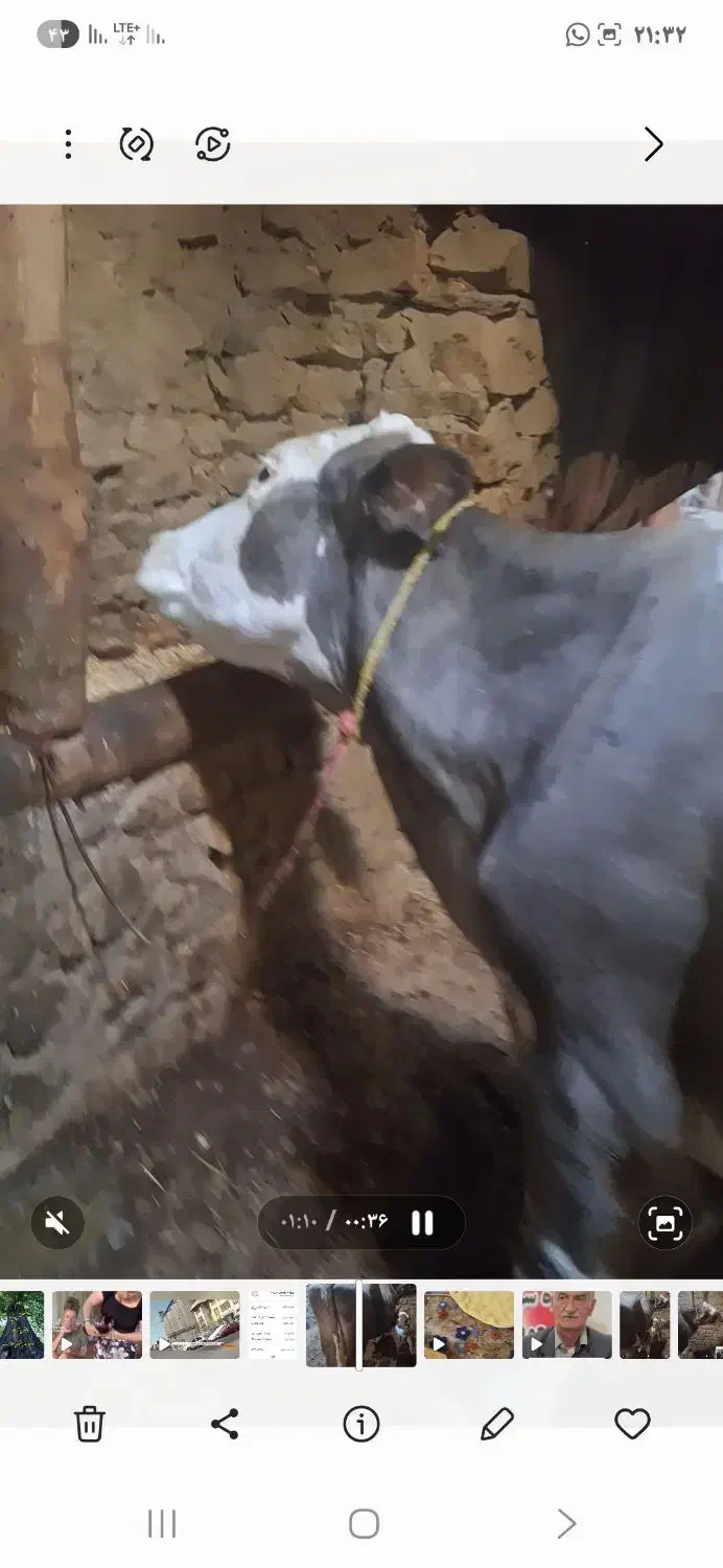 گاو تازه ۶روز زایده|حیوانات مزرعه|تکاب, |دیوار