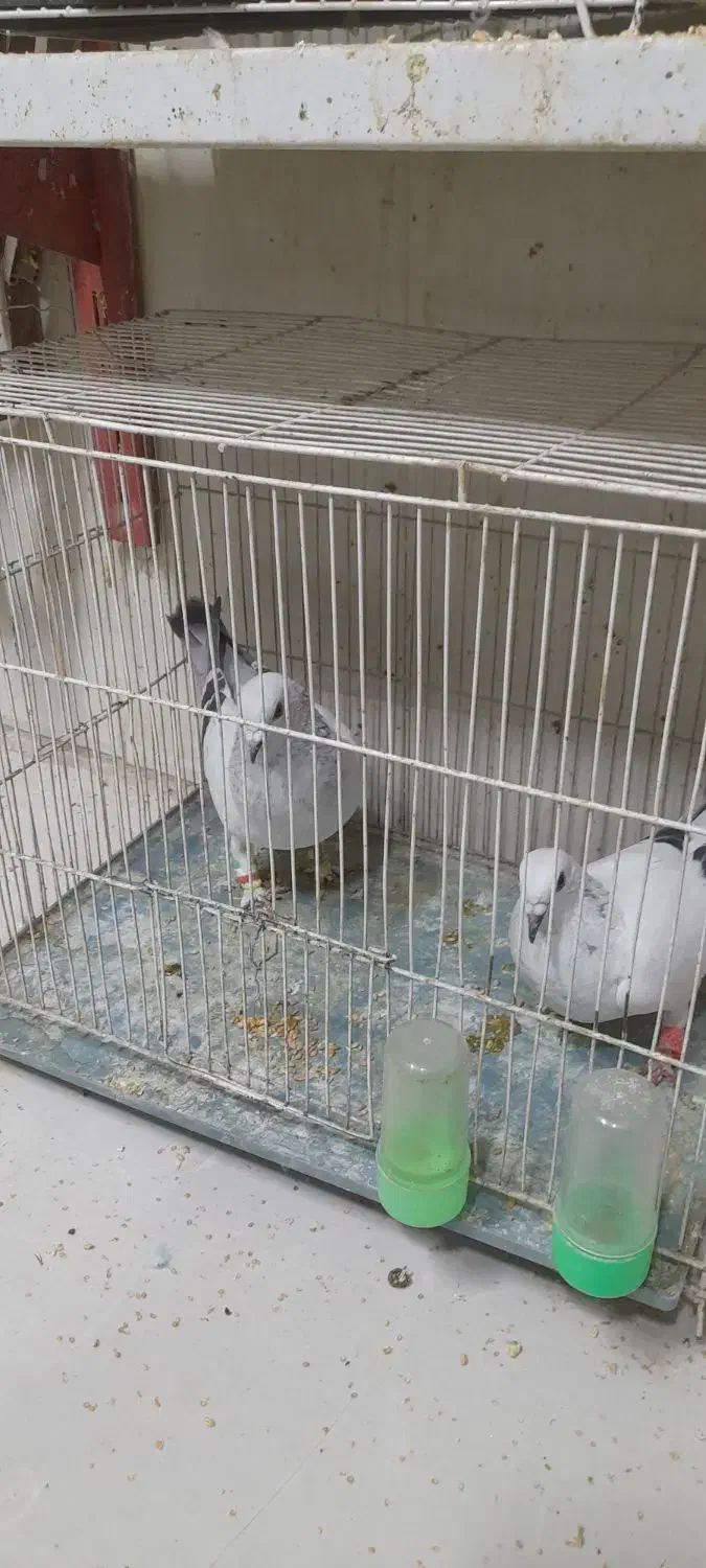 کبوتر شامی. ویک کبوتر بادکنکی|پرنده|مشهد, بهمن|دیوار