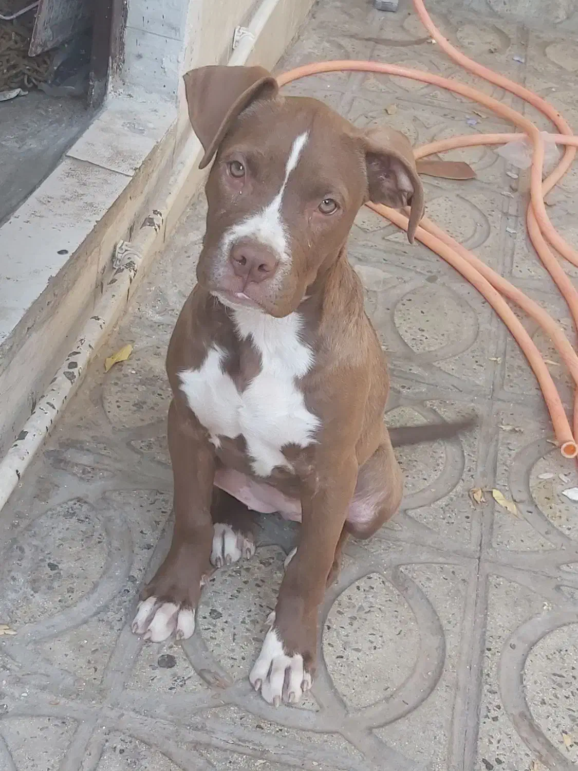 پیتبول ماده نژاد خاص و دوسداشتنی|سگ|محمدیه-قزوین, |دیوار