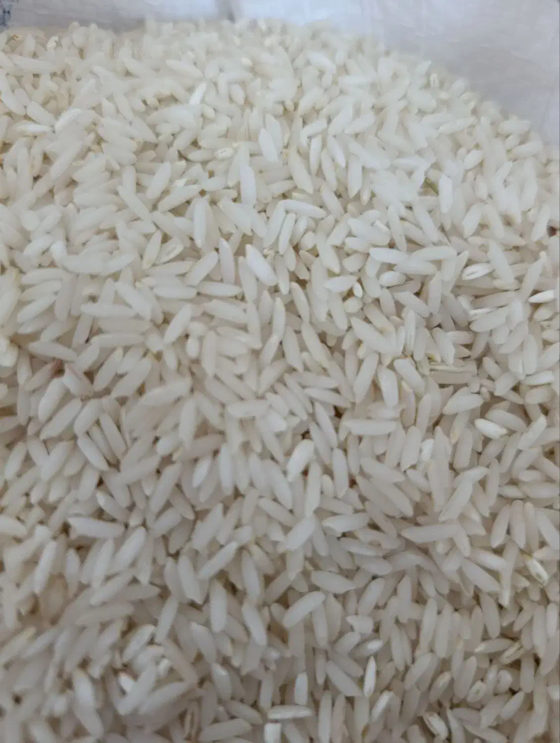 برنج علی کاظمی درجه یک|عمده‌فروشی|میانه, |دیوار