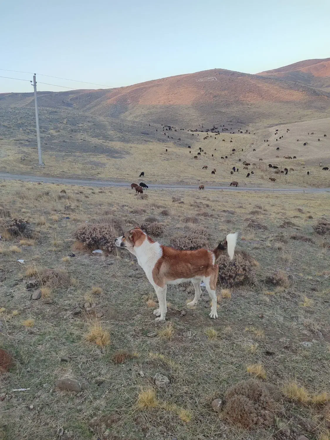 سگ گله ای|سگ|اردبیل, |دیوار