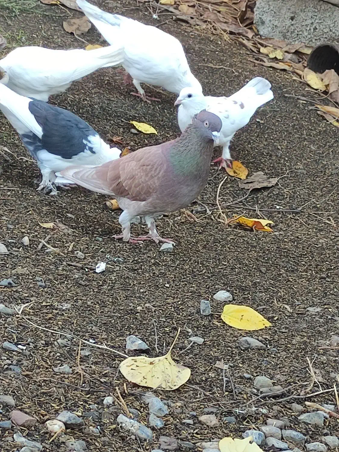 انواع کبوتر|پرنده|آق قلا, |دیوار