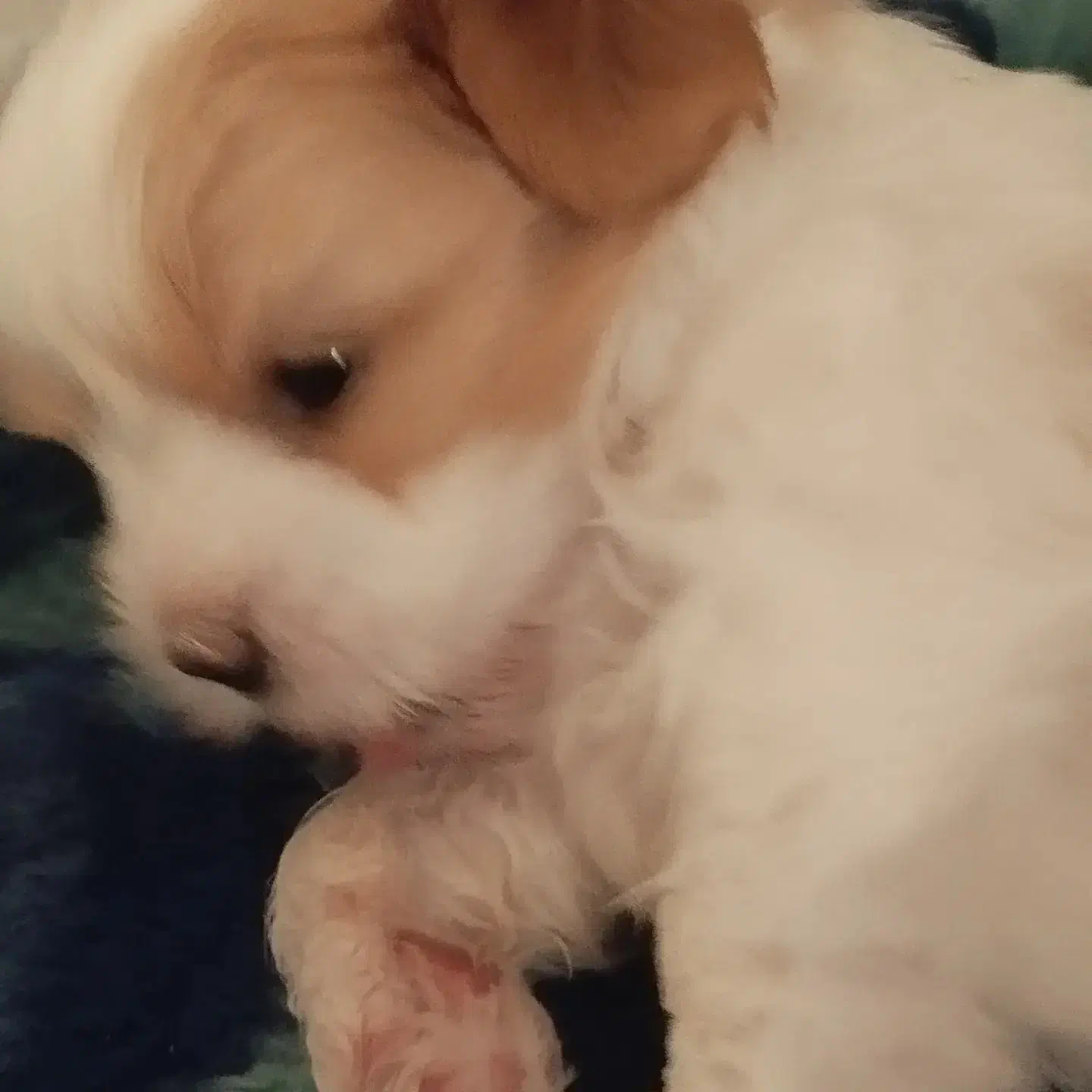 سگ نزاد شیتزو چهار ماهه سرحال بازیگوش|سگ|ایرانشهر, |دیوار