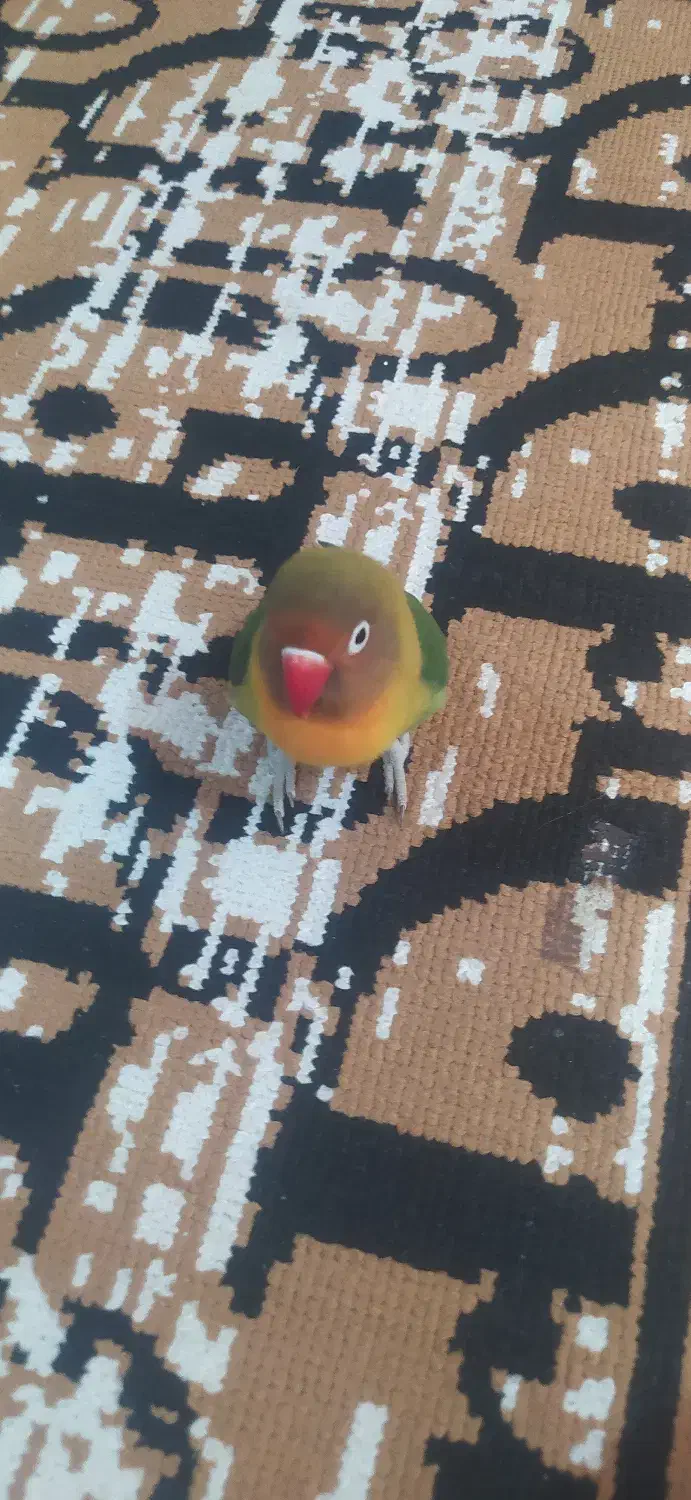 طوطی گمشده|حیوانات|میناب, |دیوار