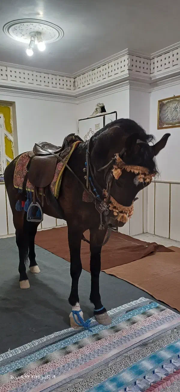 نریون فروشی  سن ۴ سال خیلی اروم بدون اخلاق|اسب و تجهیزات اسب‌سواری|خواف, |دیوار