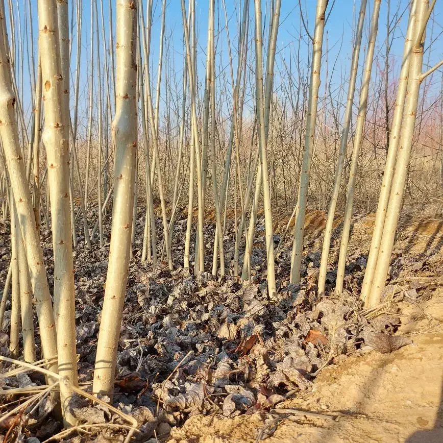 نهال صنوبر مقاوم رشد سریع و ماندگاری طولانی|خدمات باغبانی و درختکاری|کرج, فاز ۴ مهرشهر|دیوار