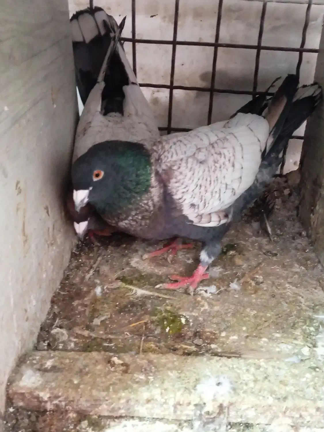 کبوتر طاووسی|پرنده|گلبهار, شهر جدید گلبهار|دیوار