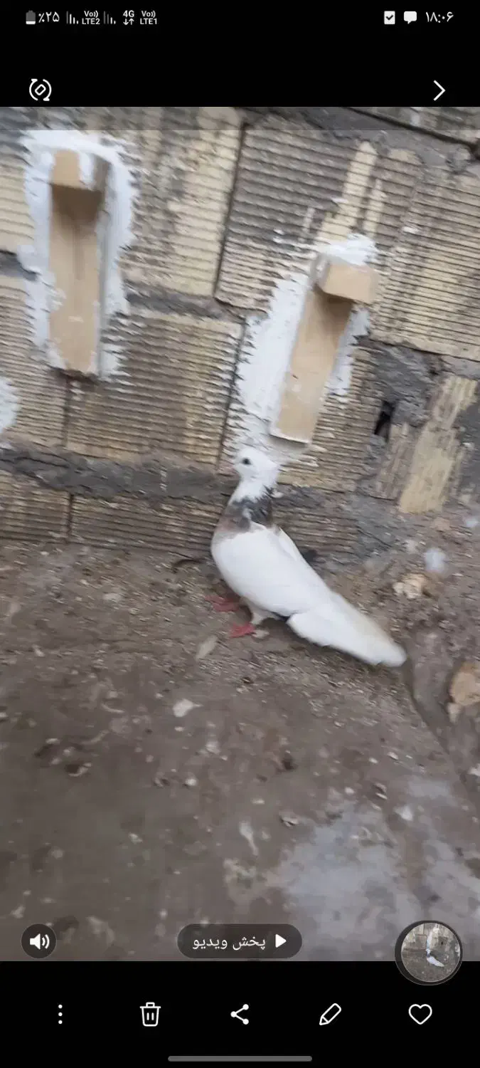 سینه ای   سیدی  طوقی|پرنده|شوشتر, |دیوار