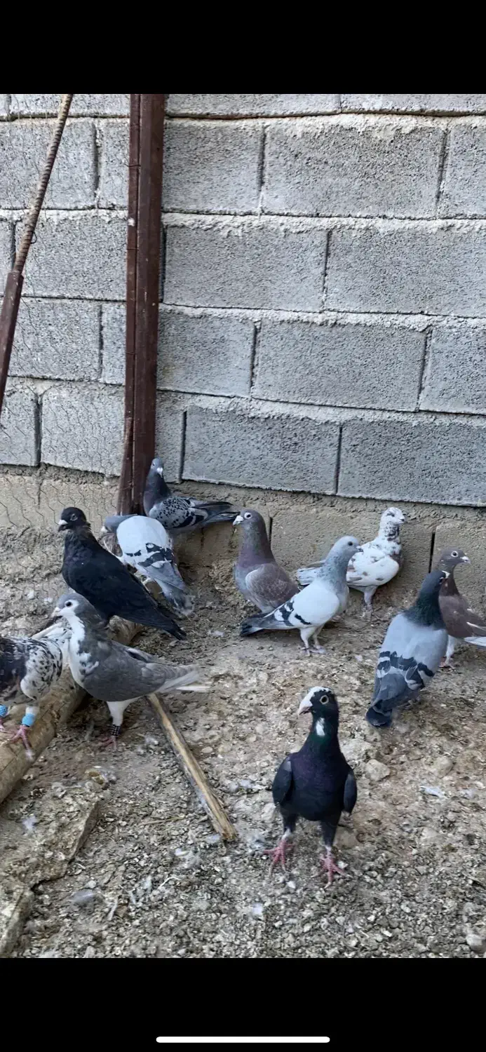 کفتر هوای|پرنده|شیراز, شهرک صدا و سیما|دیوار