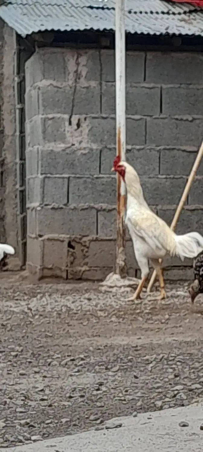 خروس لاری|حیوانات مزرعه|کیاشهر, |دیوار