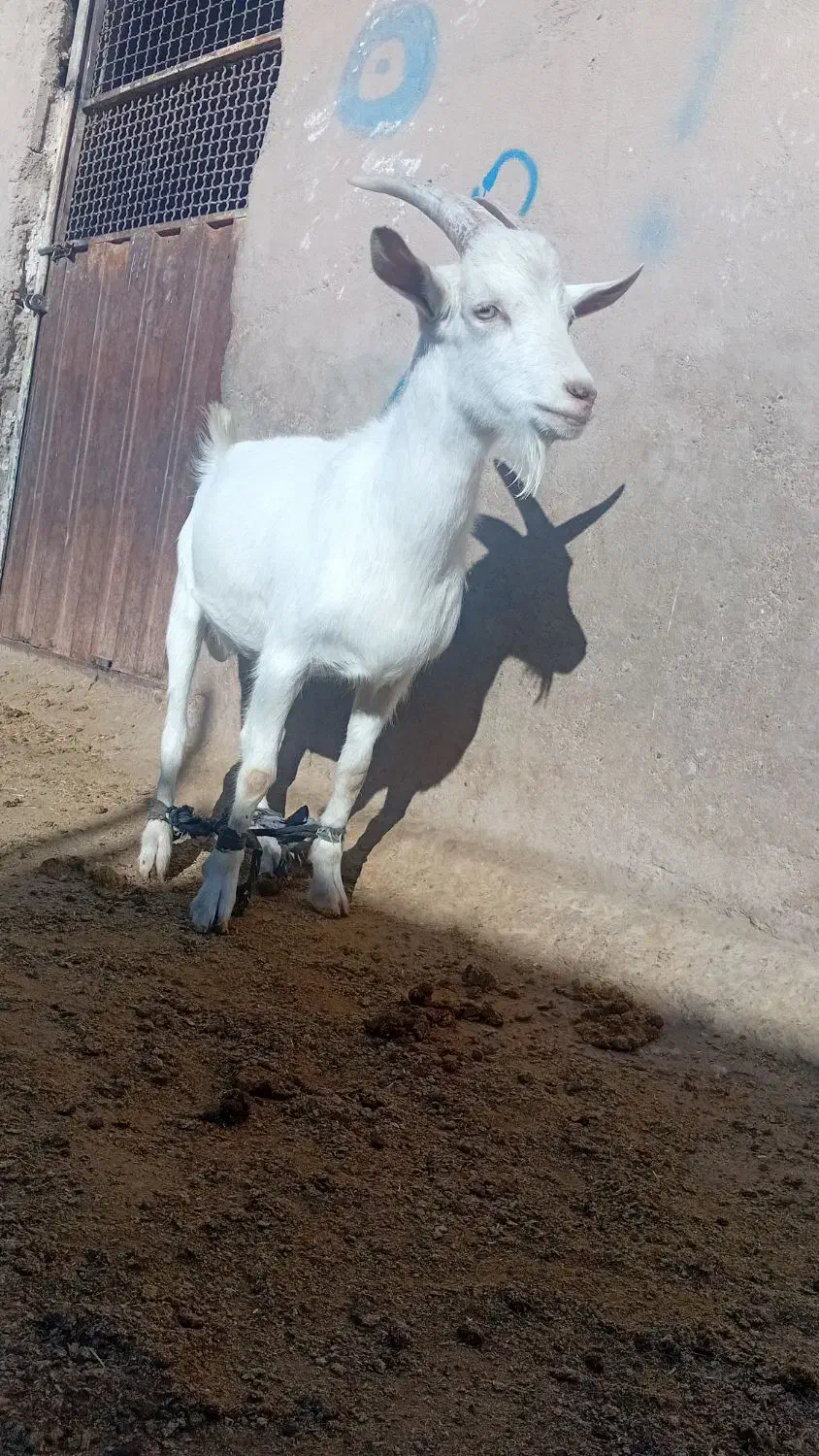 بزغاله نرسانن اصل|حیوانات مزرعه|خواف, |دیوار