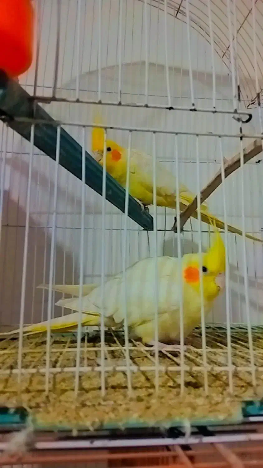 عروس|پرنده|گنبد کاووس, |دیوار