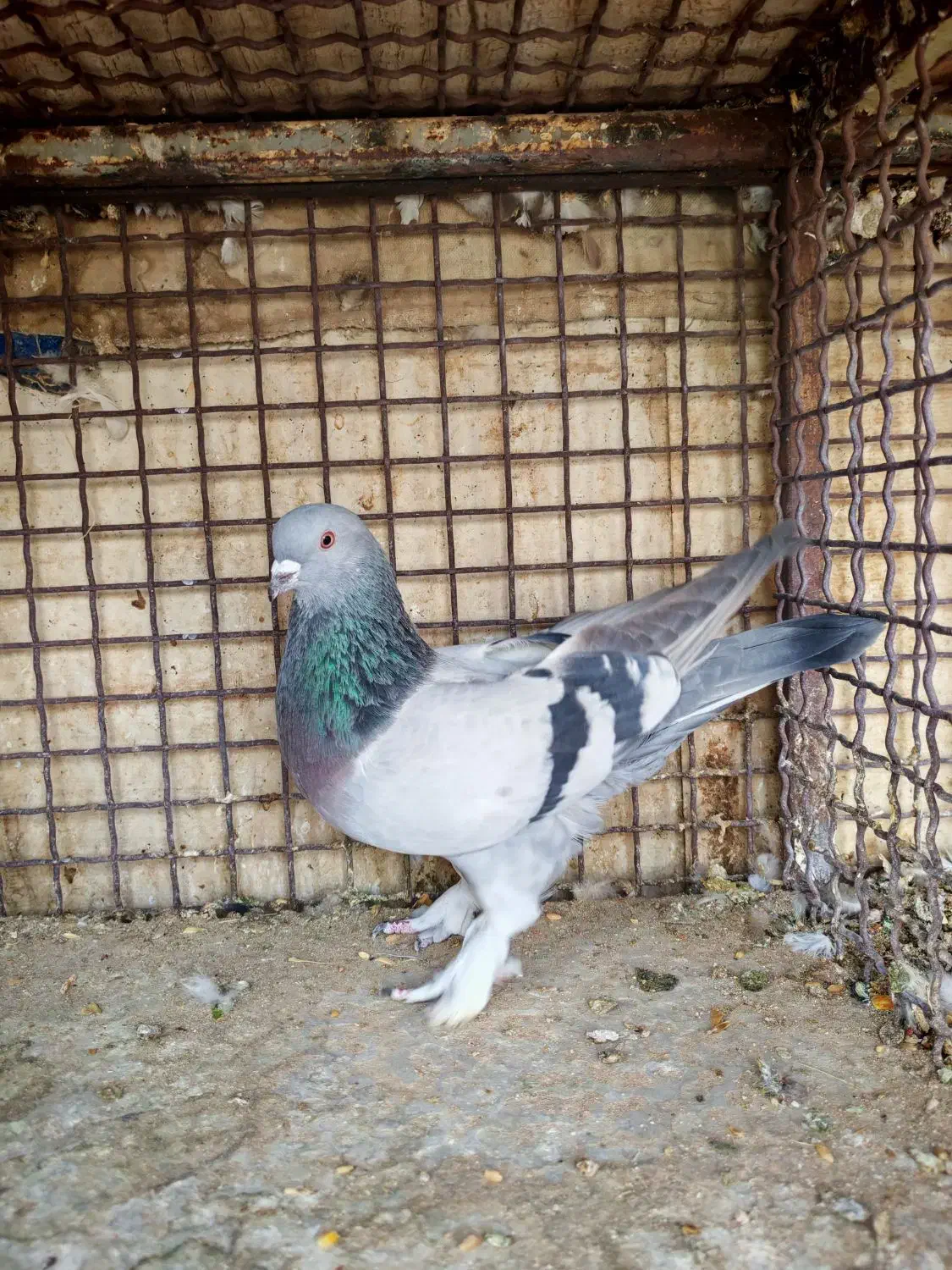 چهارتا بهبهونی دست اولی به شرط|پرنده|شیراز, رکنآباد|دیوار