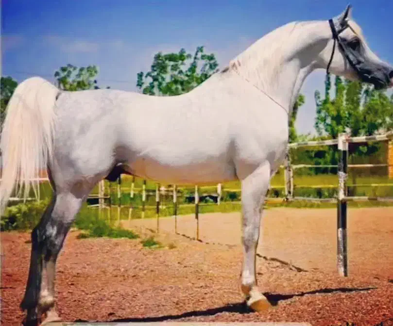 اسب|اسب و تجهیزات اسبسواری|خرمآباد, |دیوار