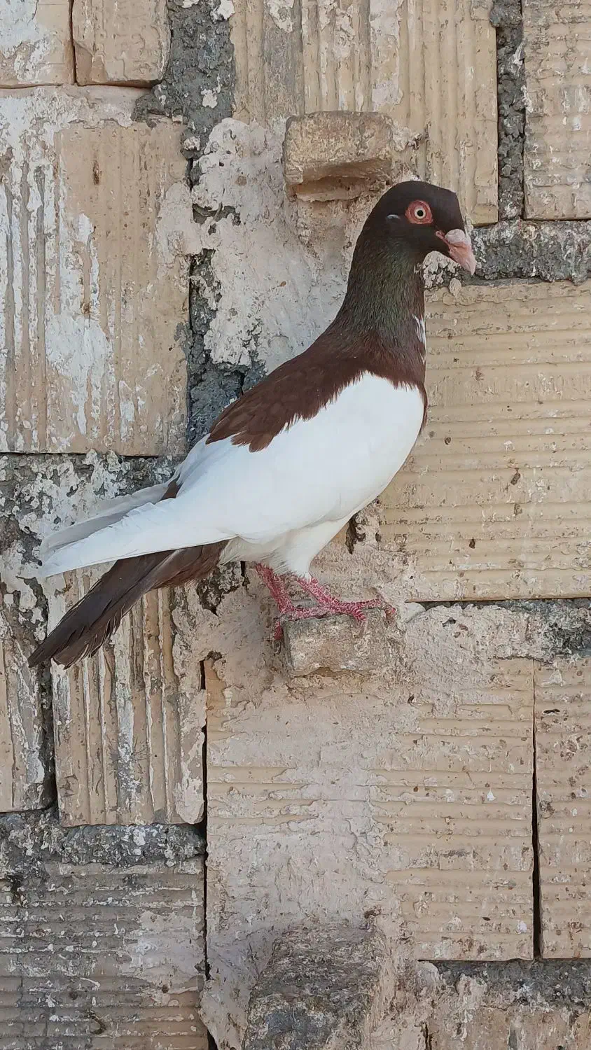 کبوتر یهودی|پرنده|گلمکان, |دیوار