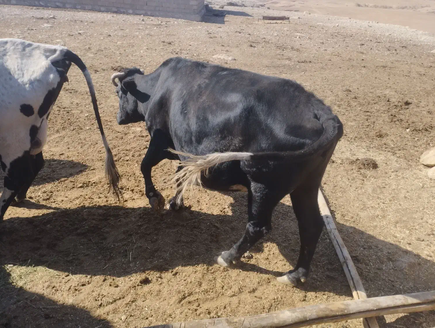 گاو چاق کشتاری|حیوانات مزرعه|اندیمشک, |دیوار