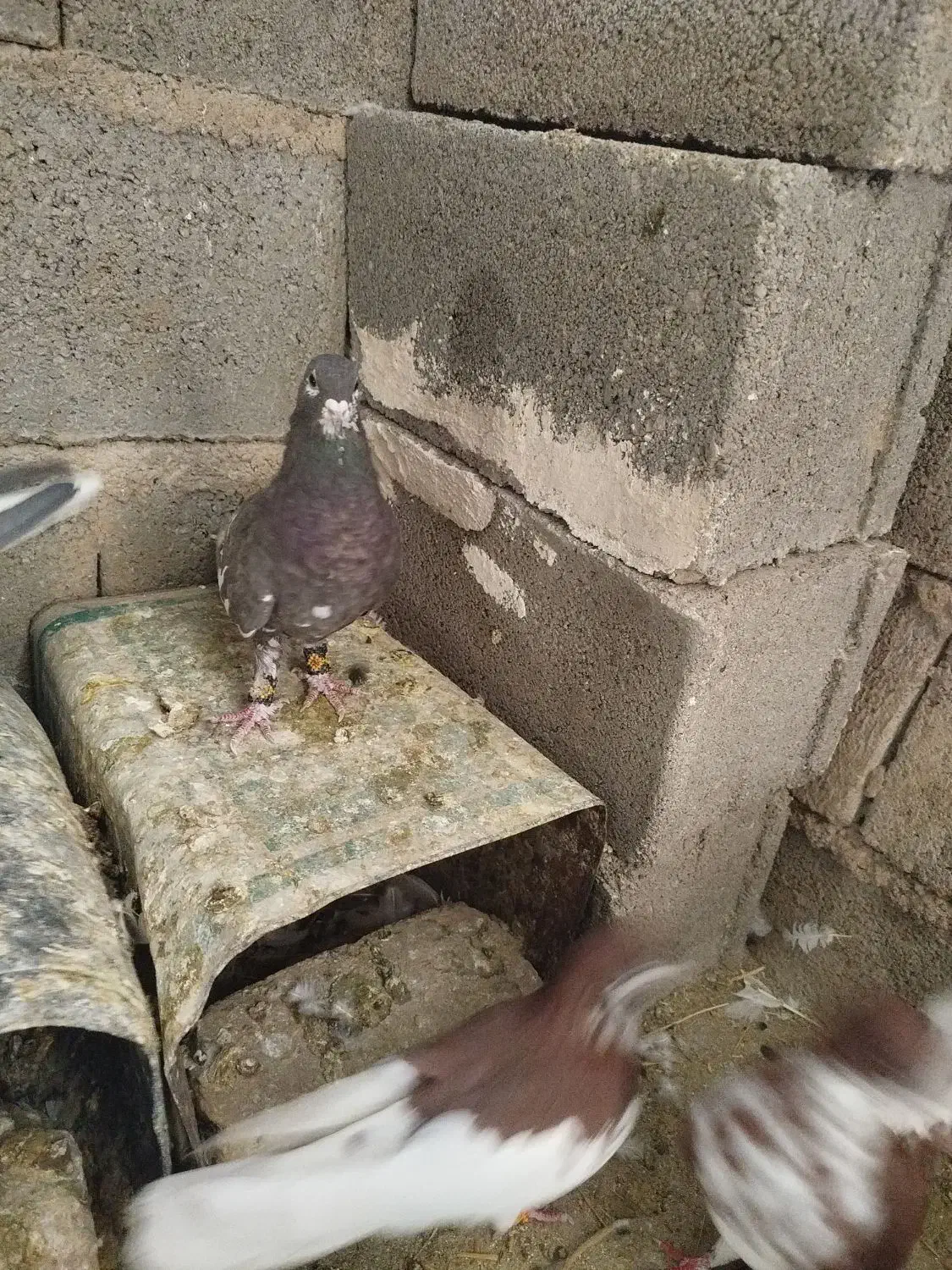 پرنده کبوتر|پرنده|شیراز, گویم|دیوار