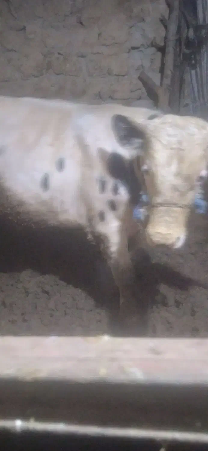 یکدعدد گوساله نر درجه یک به فروش میرسد|حیوانات مزرعه|خرمآباد, |دیوار