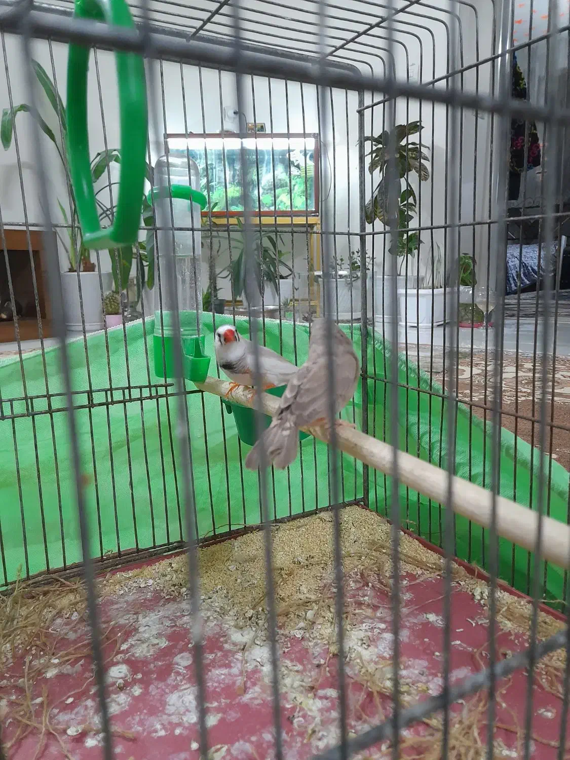 فنج|پرنده|اراک, |دیوار