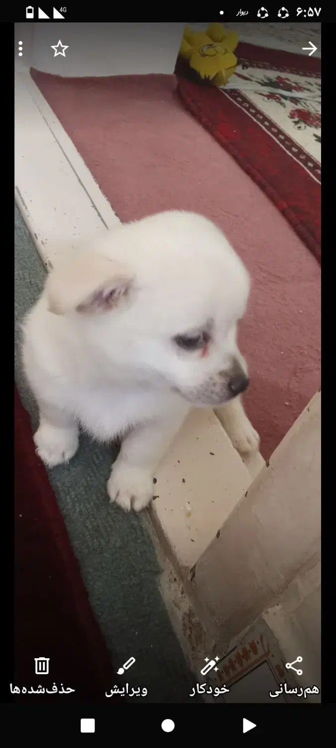 روباحی 2/5ساله جفت خورده باپامرین خرسی|سگ|زنجان, |دیوار