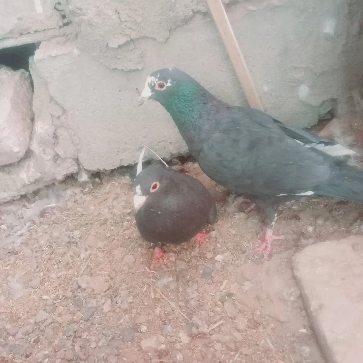 قیمت دو ملیون|پرنده|ریگان, |دیوار