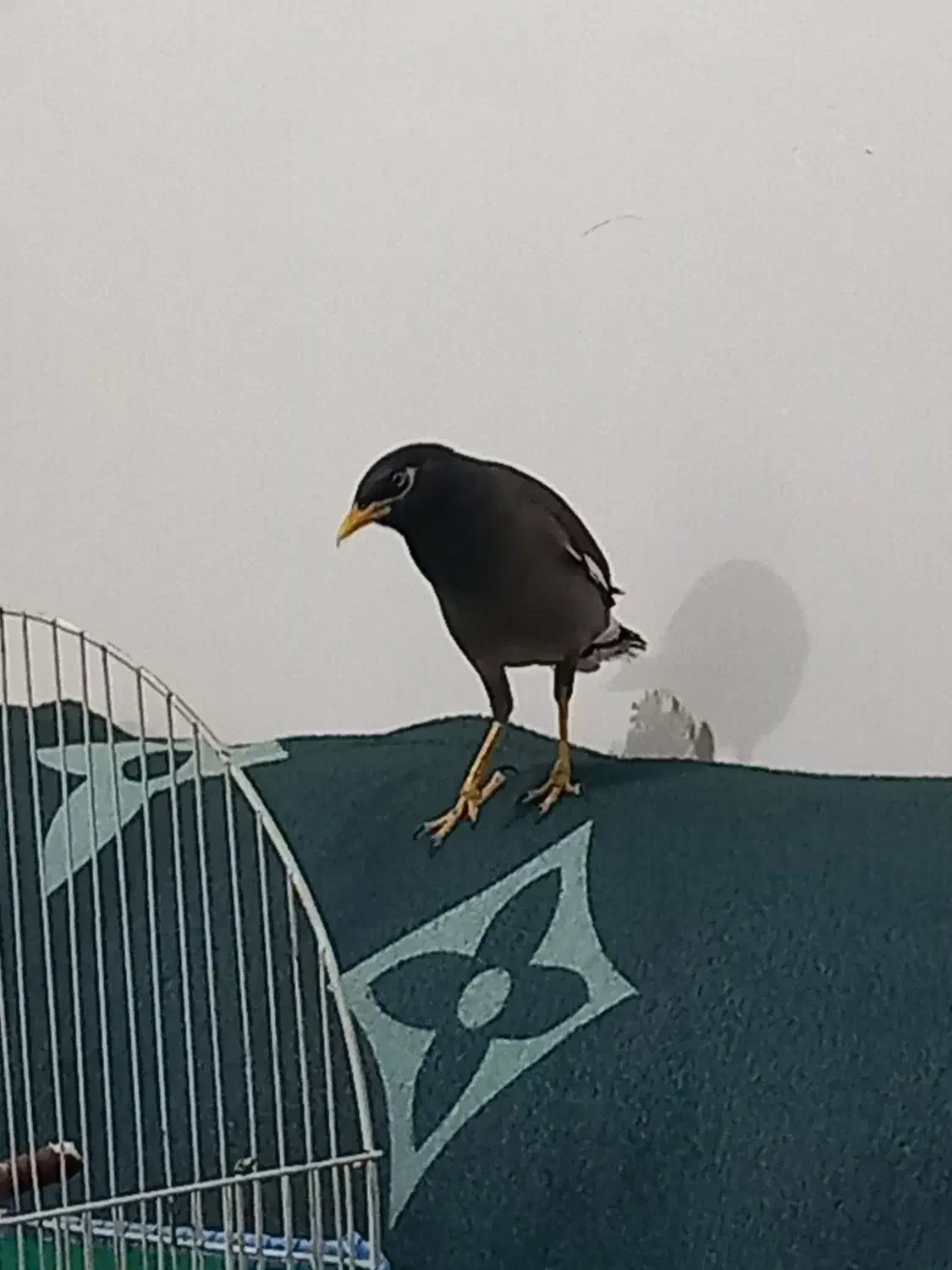 پرنده مینا|پرنده|رشت, سلیمانداراب|دیوار