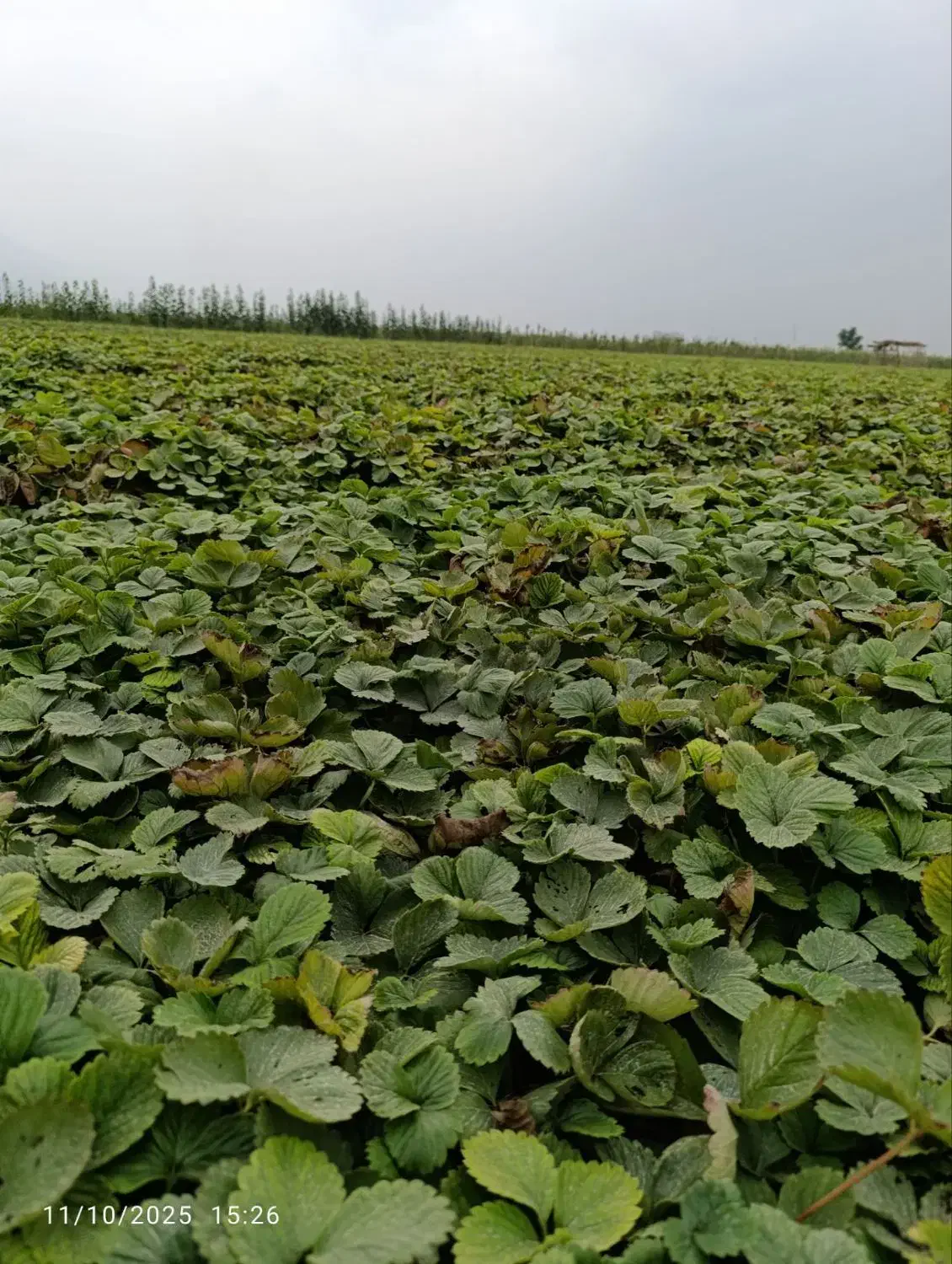 نهال توت فرنگی سابرینا وکامارس نامبروان|خدمات باغبانی و درختکاری|خان ببین, |دیوار