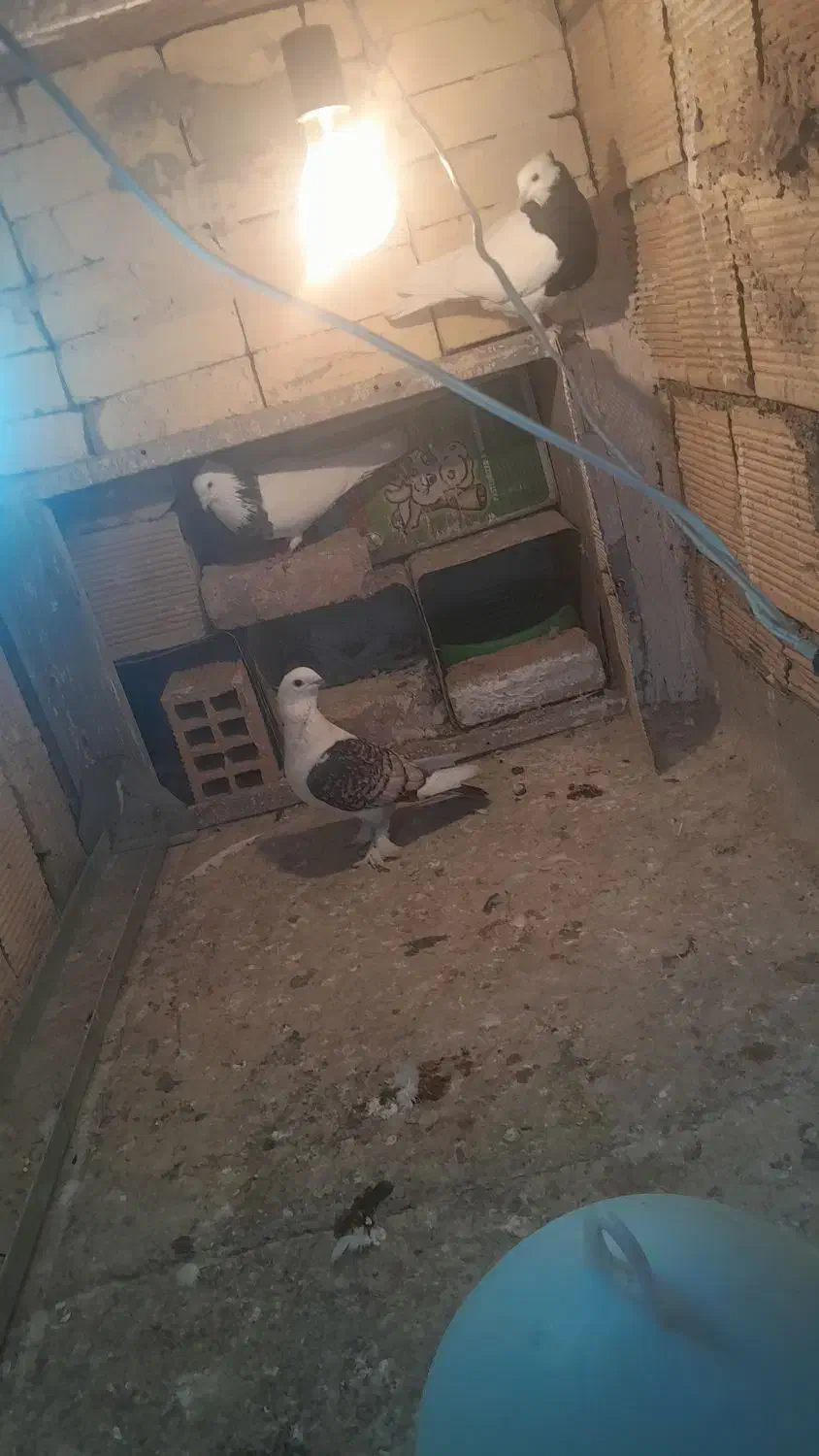 کبوتر رنگی|پرنده|مبارکه, |دیوار