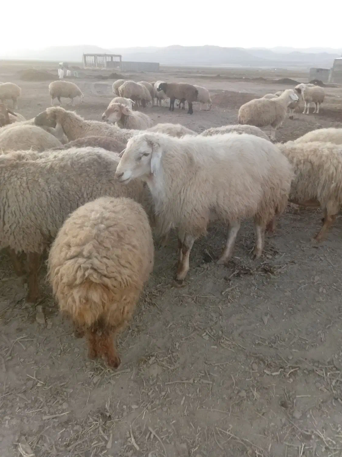 قوچ موغانی|حیوانات مزرعه|شیروان (خراسان), |دیوار