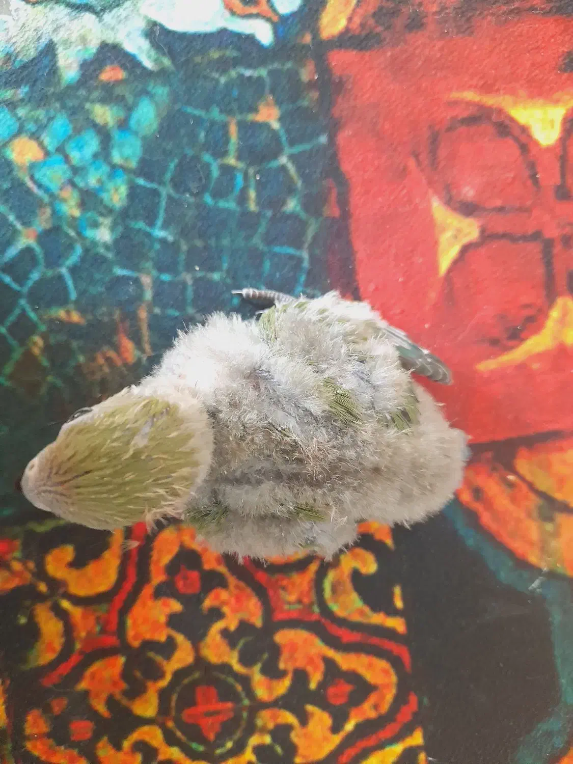 جوجه کوتوله سرلاکی|پرنده|مشهد, چهارچشمه|دیوار