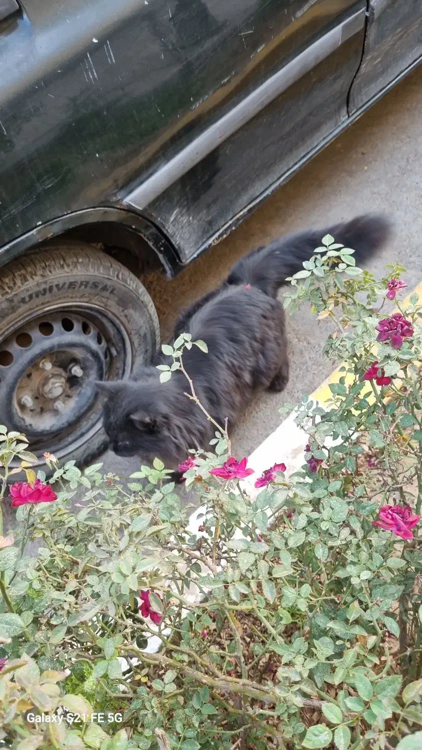 گربه پیدا شده|گربه|یزد, |دیوار