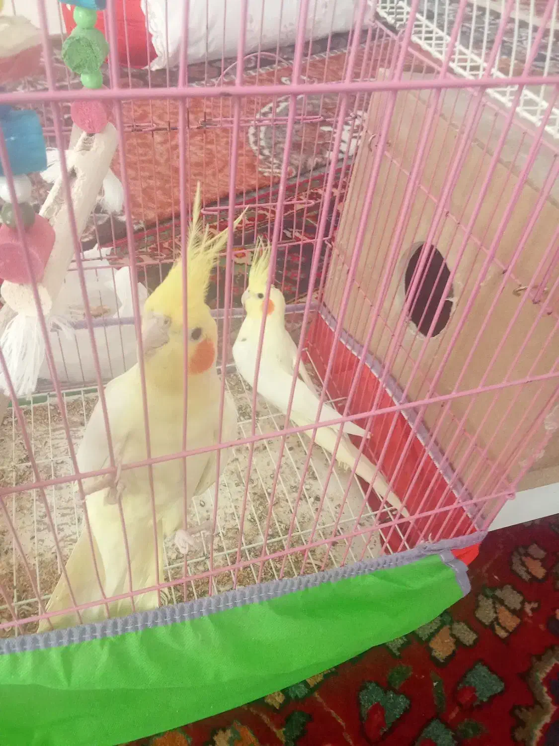 ۳۰۰۰۰۰۰۰|پرنده|خوی, |دیوار