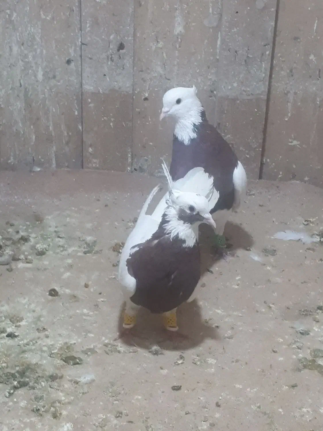 طوقی جفتی معاوضه|پرنده|مرودشت, ثبت احوال|دیوار