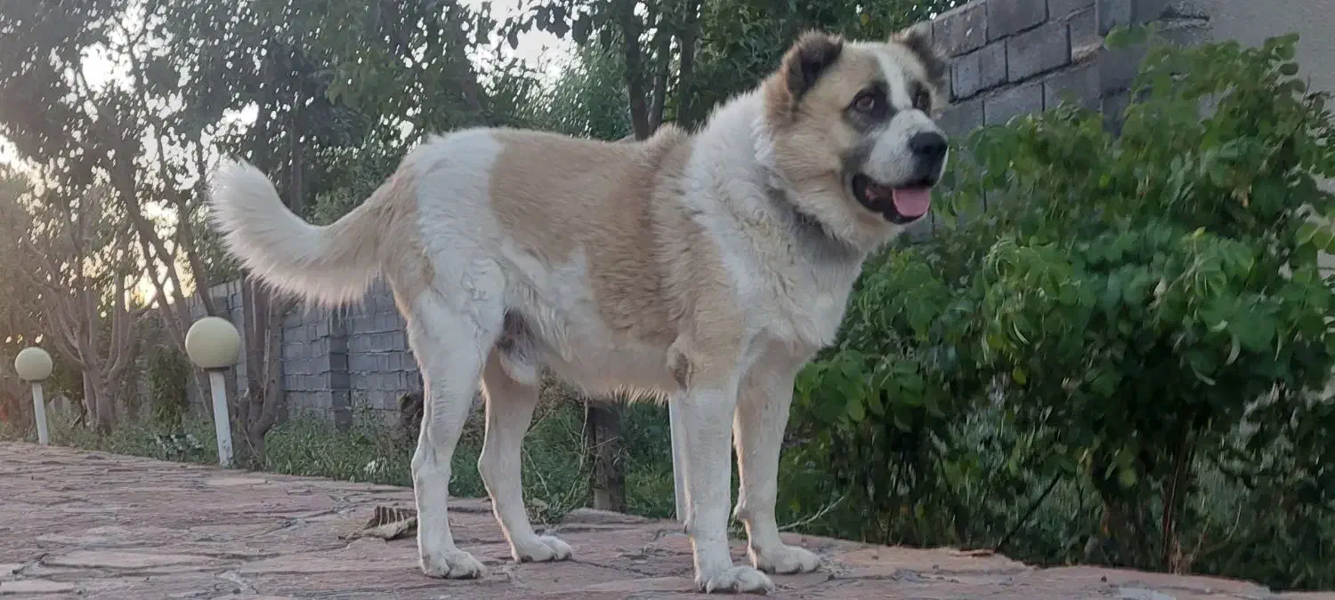 سگ نگهبان|سگ|مشهد, کوی پلیس|دیوار