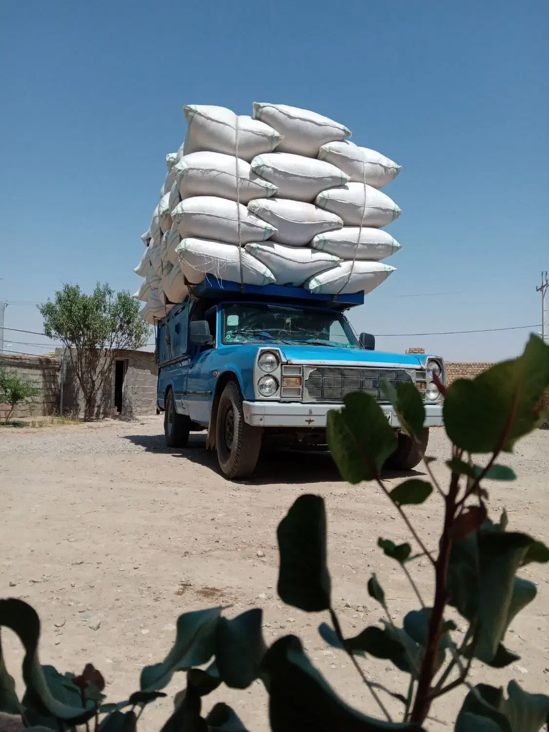 گاه گندم دیم|عمده‌فروشی|چهارباغ, |دیوار