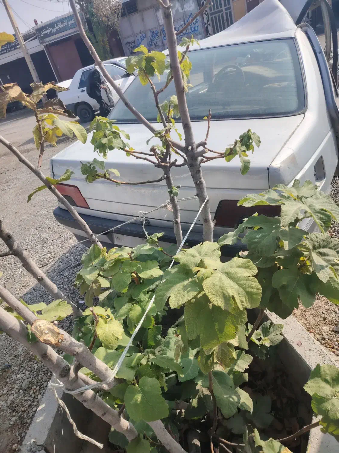 پژو تصادفی|خودرو سواری و وانت|کوهدشت, |دیوار