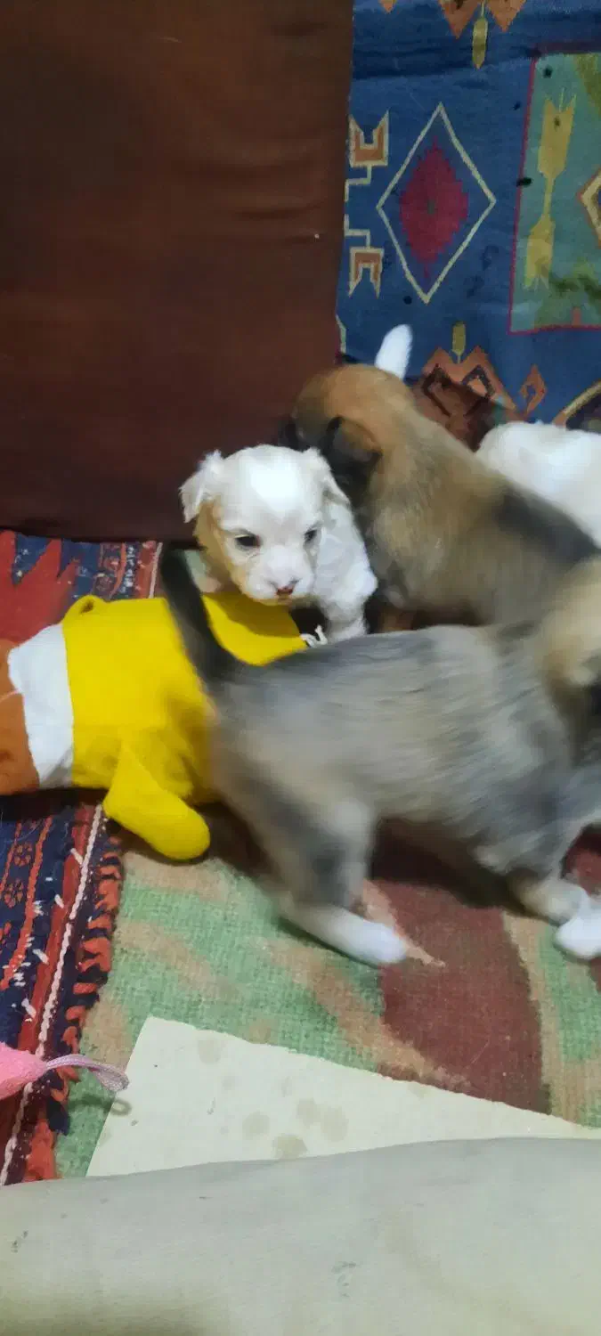 واگذاری|سگ|یزد, |دیوار