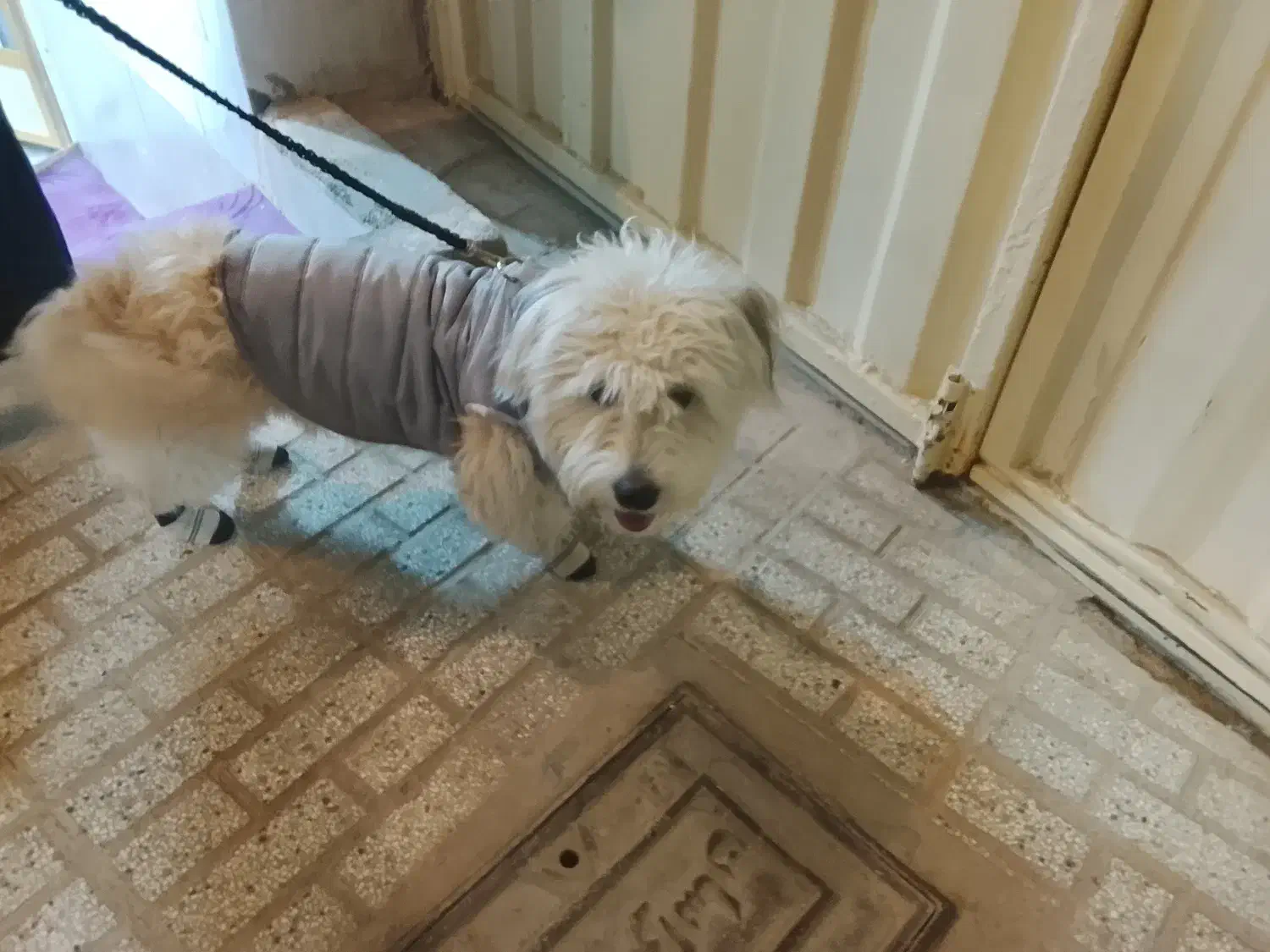 سگ پاپی پشمالو خونگی|سگ|تربتحیدریه, آغوی|دیوار