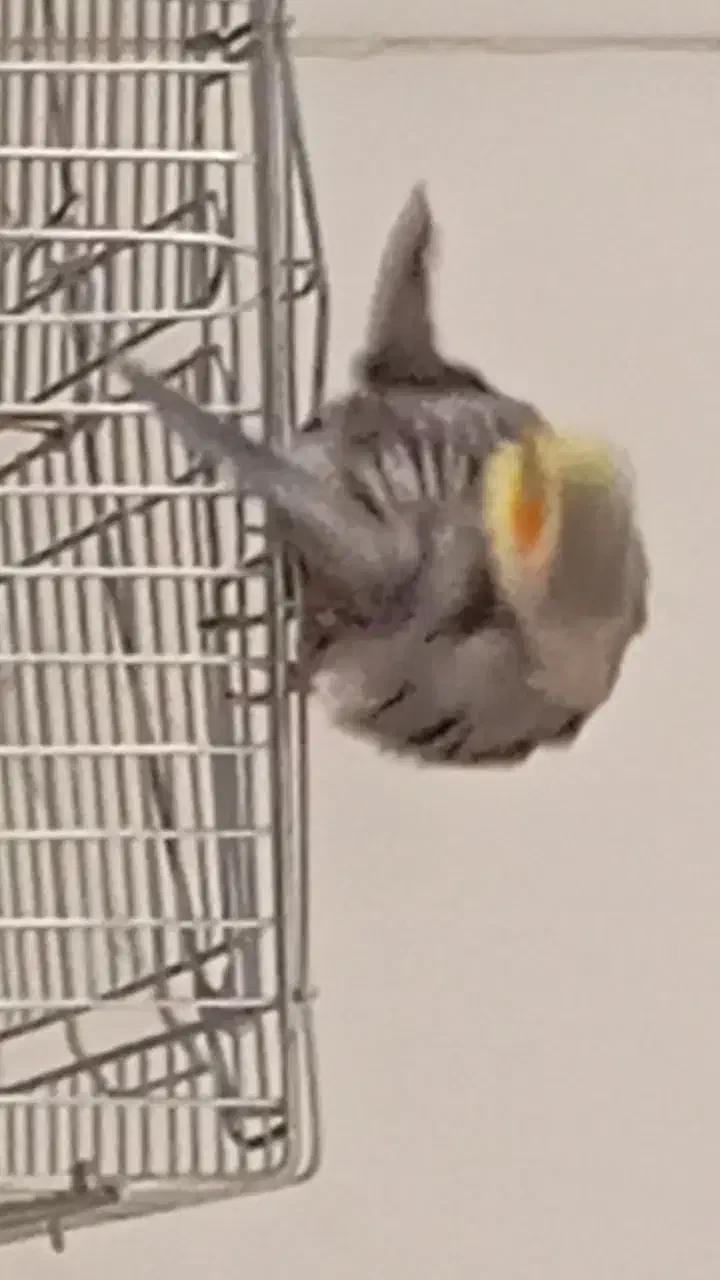 عروس هلندی بالغ نر با وسایل|پرنده|ابریشم, |دیوار