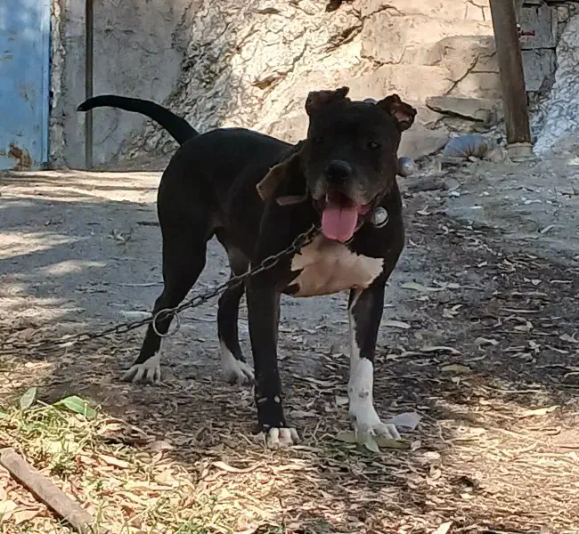 سگ نگهبان|سگ|اهواز, کیانشهر|دیوار