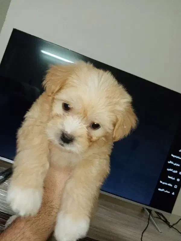 توگا|سگ|محمدیه-قزوین, |دیوار