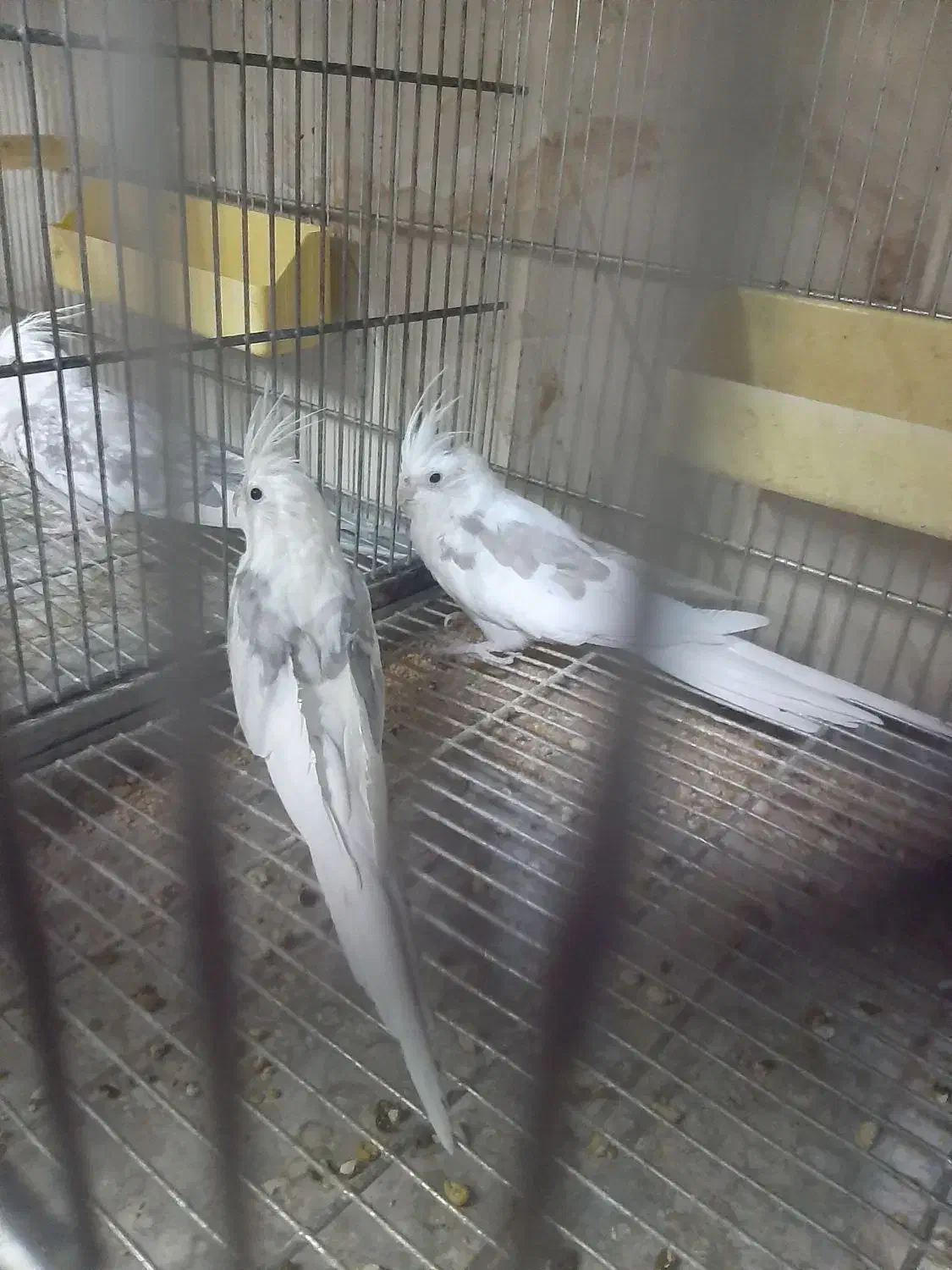 طو طی عر و س.هلندی|پرنده|نظرآباد, نظرآباد|دیوار