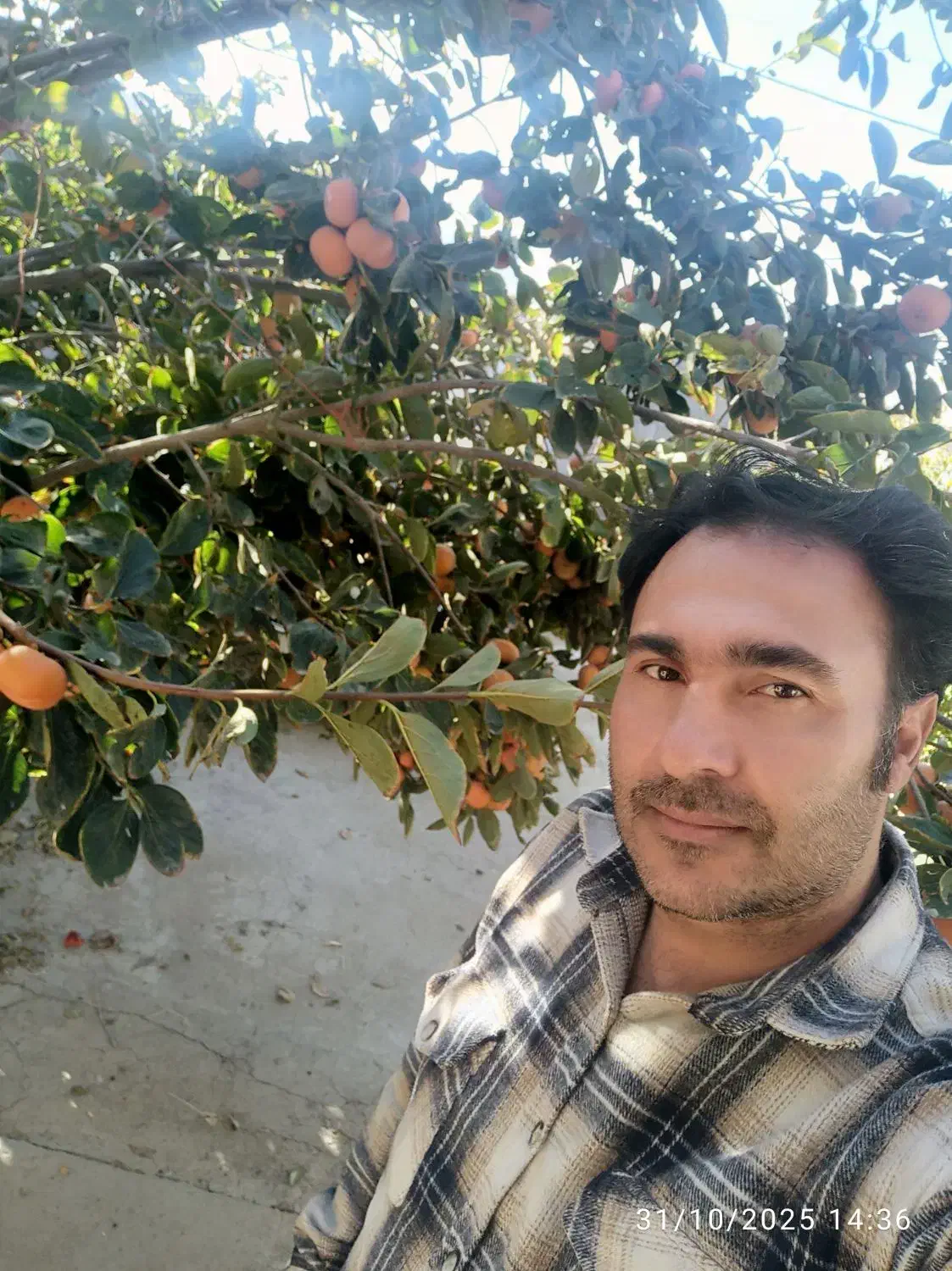 یک عدد باغچه الوان|فروش دفتر صنعتی، کشاورزی، تجاری|نوشین شهر, |دیوار