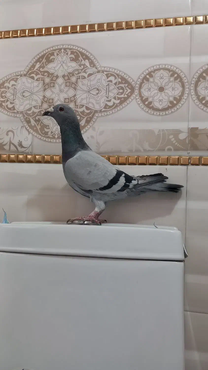 پلاکی ماده|پرنده|بروجرد, |دیوار